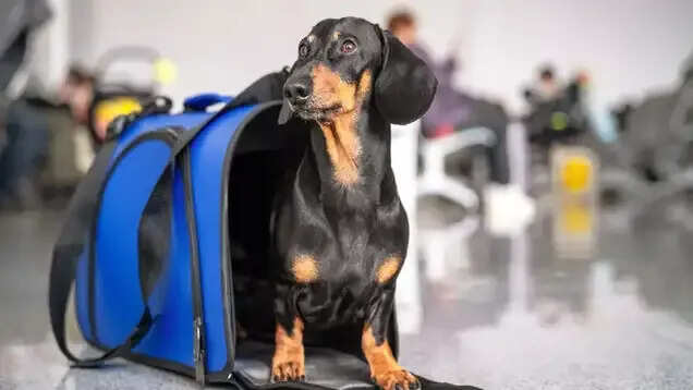 Airborne Loyalties: Bengaluru Dominates National Pet Travel on Akasa Air