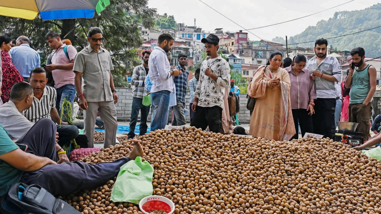 Kashmir cracks walnut success code, turns to medium-sized, grafted trees