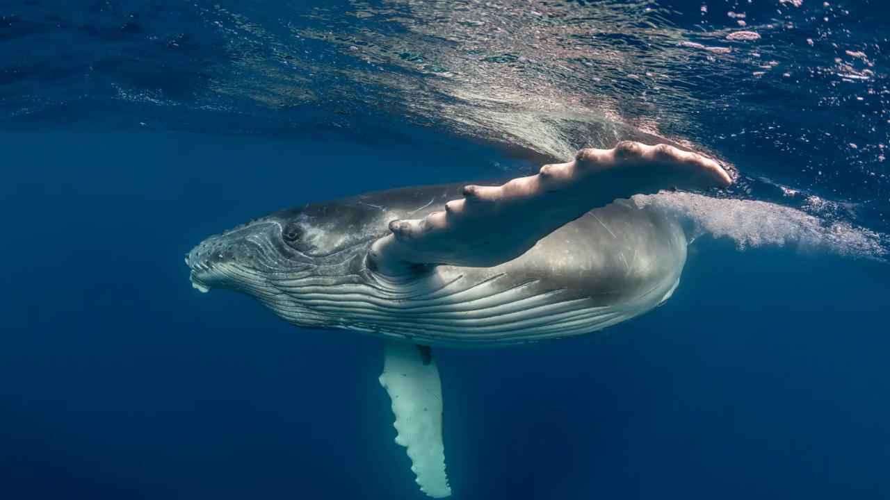 Whale Post-Mortem Behaviour: Study details mother’s vigil; scientists urge further observations