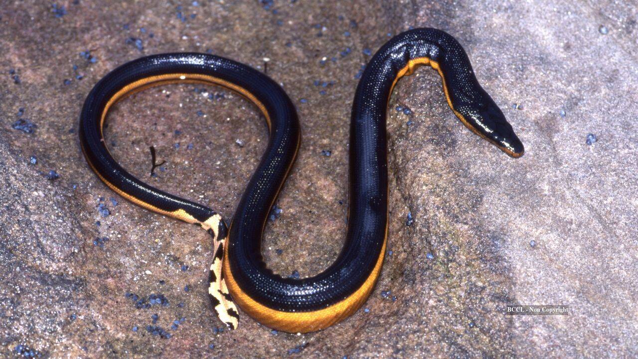 Venomous sea snake returns to California beach after 8 years