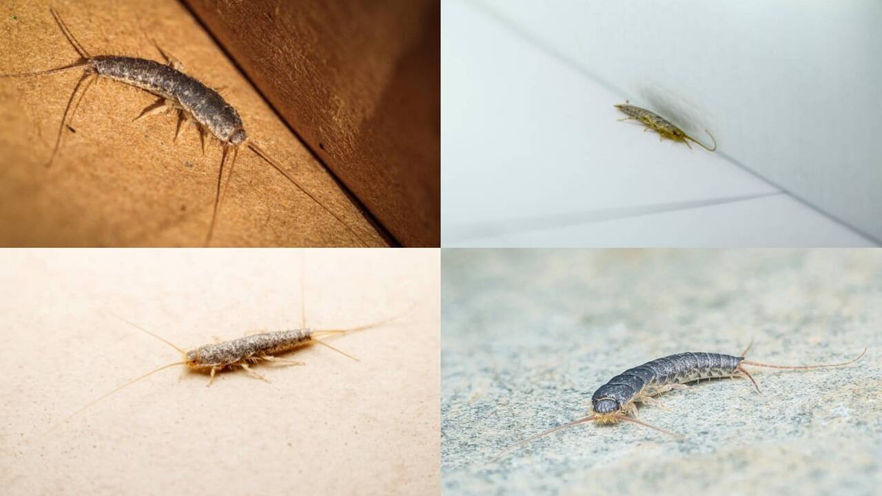 Why silverfish suddenly appear in bathrooms and wardrobes: 3 smart tips to get rid of them