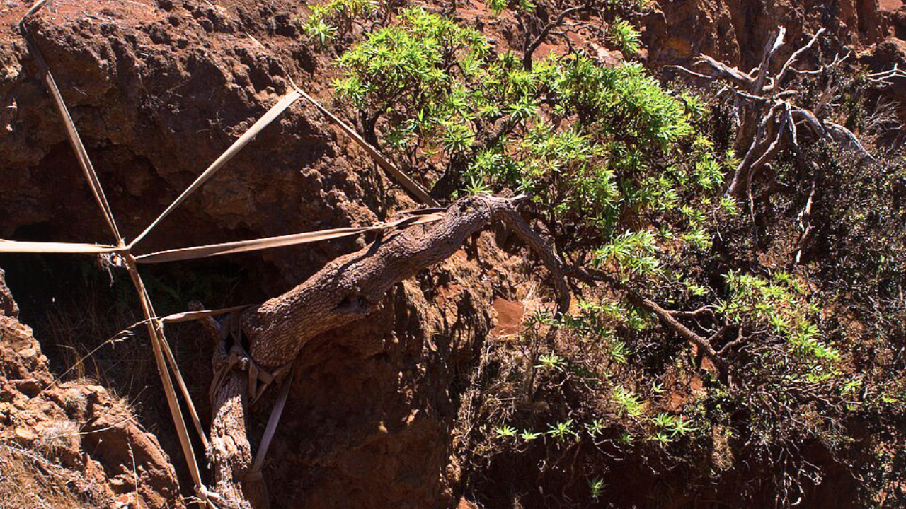 Last wild Chilean tree daisy gets hope as ropes support survivor, seedlings reach Scotland
