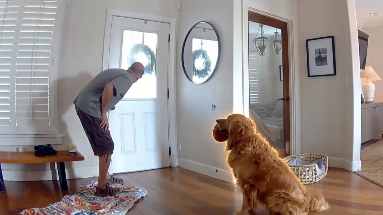 Golden Retriever Nash welcomes burglar with toys: watch