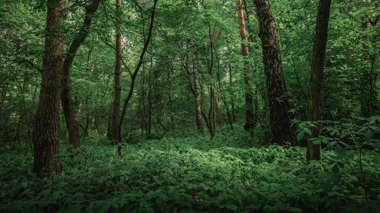 Forest vs jungle: What is the actual difference between the two?