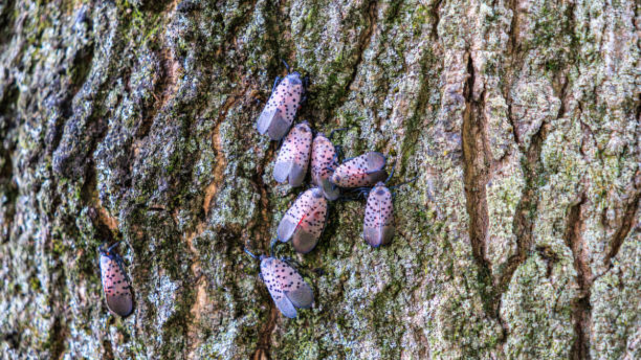 Canada confirms first spotted lanternfly in Windsor, after invasive insect spreads across 18 US states