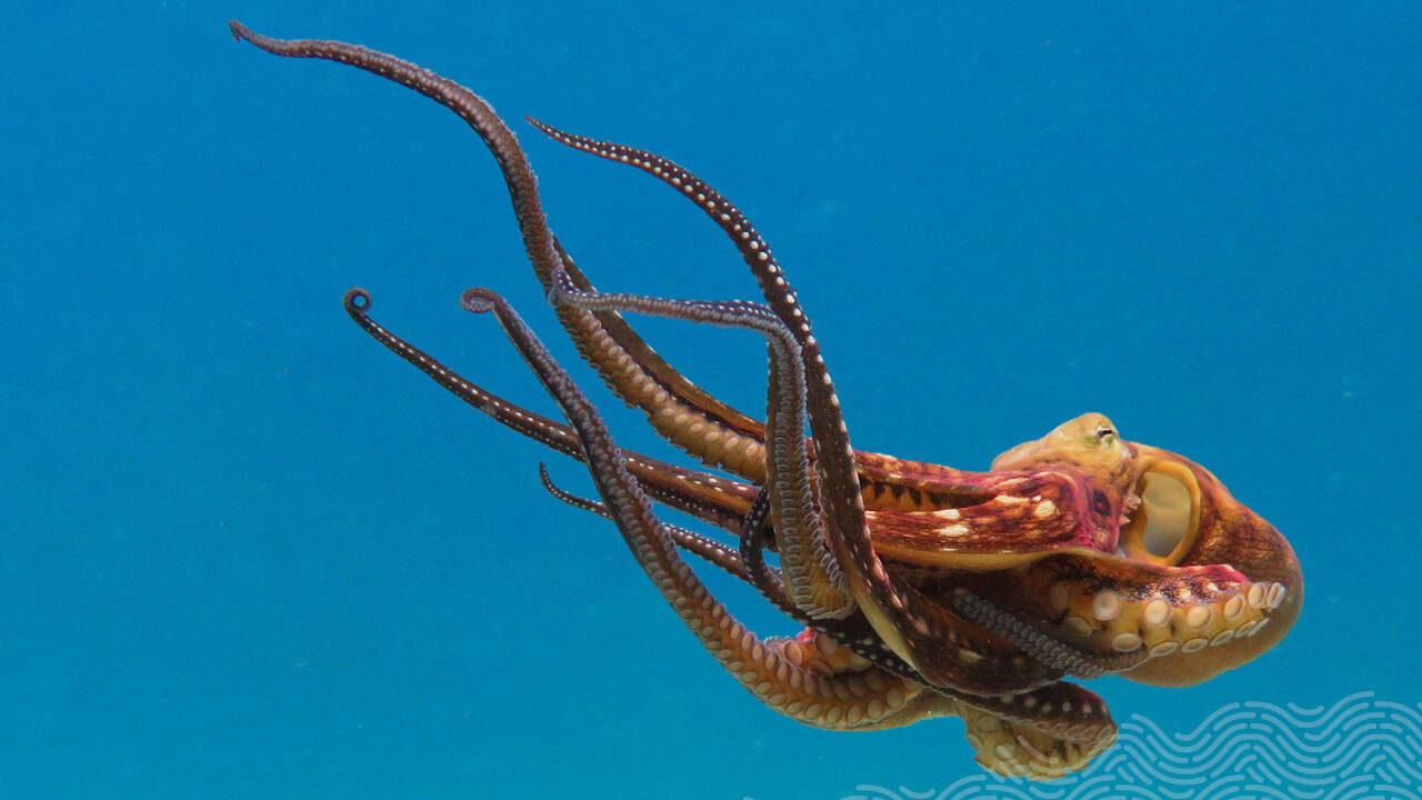 Google cofounder Larry Page’s wife’s company has donated over $120m in ocean projects
