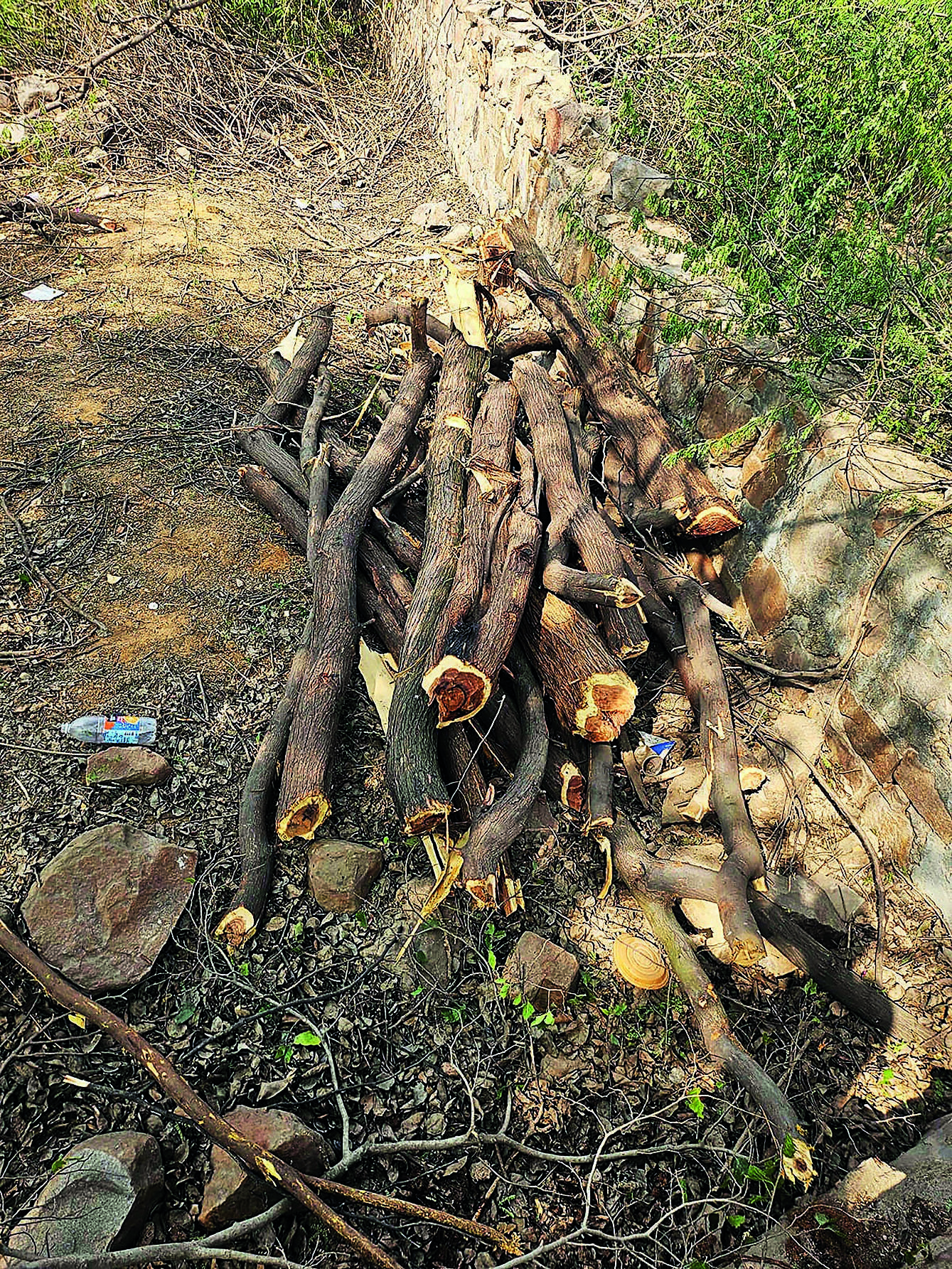24-year-old woman from Maharashtra injured after tree falls on house at Balkum