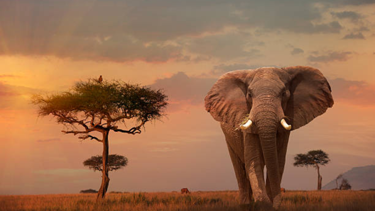 Leonardo DiCaprio's foundation donated $1 million to save African elephants being killed for ivory tusks