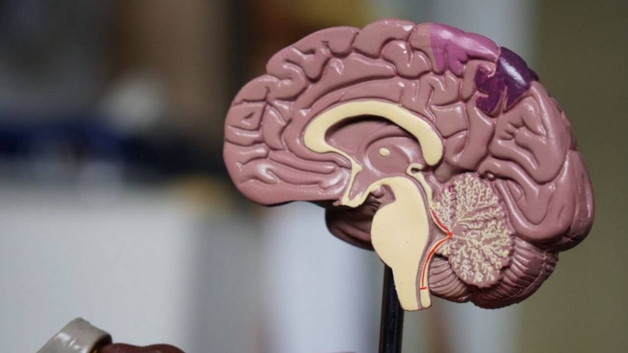 Brain is two separate organs? Stanford scientists track two cell lineages in new study