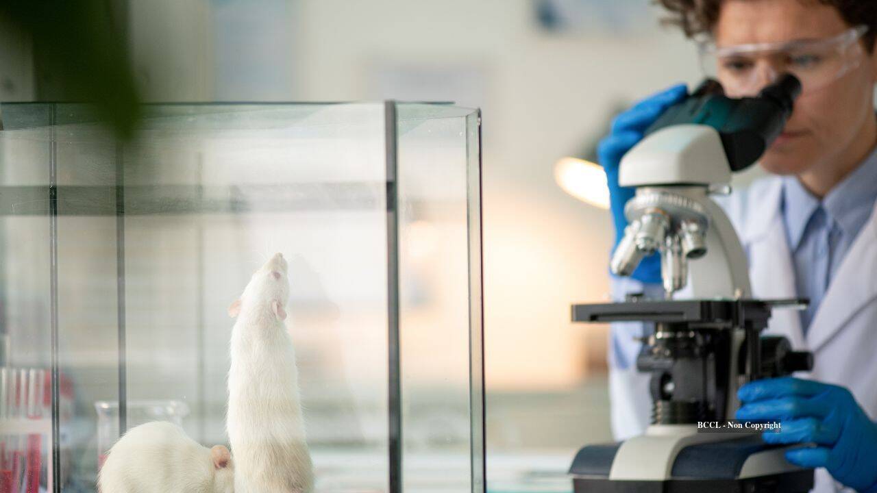 Stanford scientists grow human brain tissue inside mice, filling more than 90% of missing cortex space