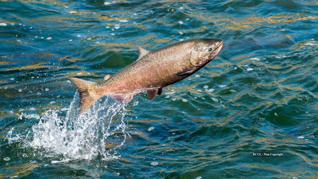 California removed an 18-foot dam after 70 years; salmon returned to spawn upstream by 2026