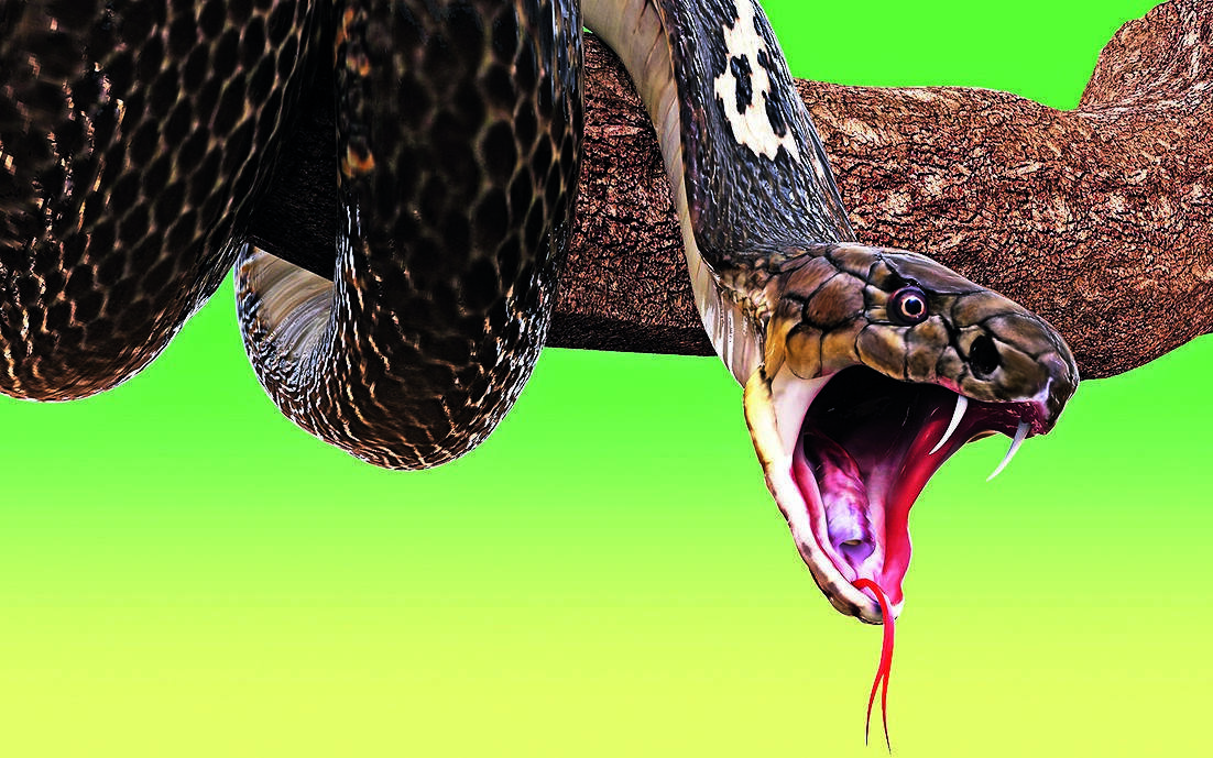 Anti Snake Venom Interventions Save Hundreds of Lives Across Haryana During Current Fiscal Year