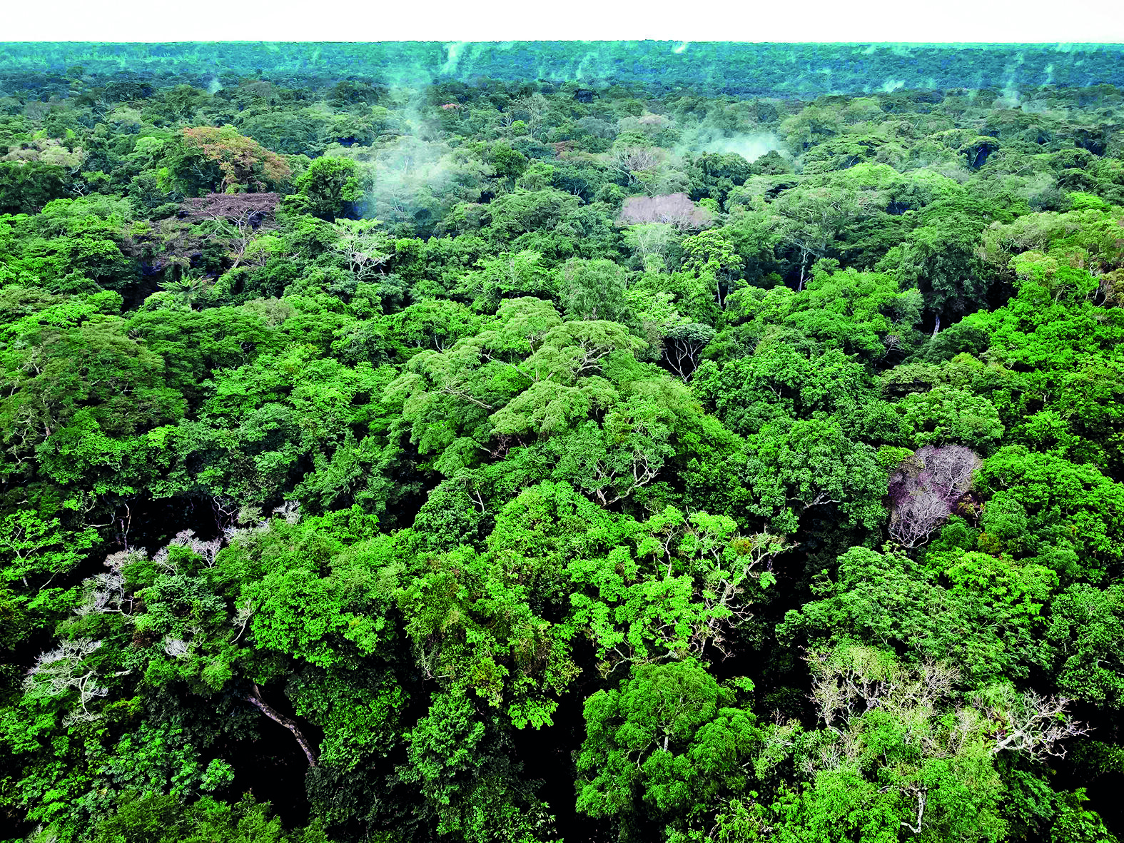 Hyderabad High Court Clarifies Jurisdictional Limits on Forest Land