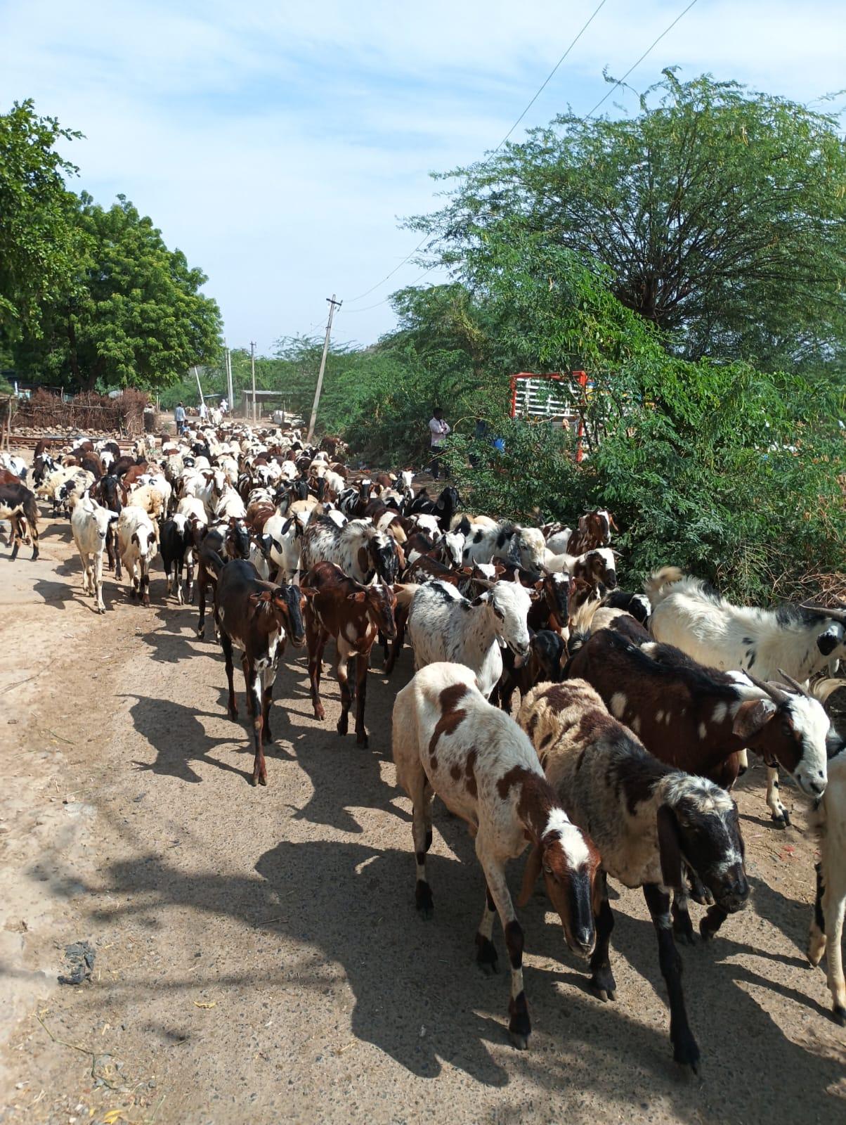 Uttar Pradesh Deploys Veterinary Units to Combat Livestock Illnesses