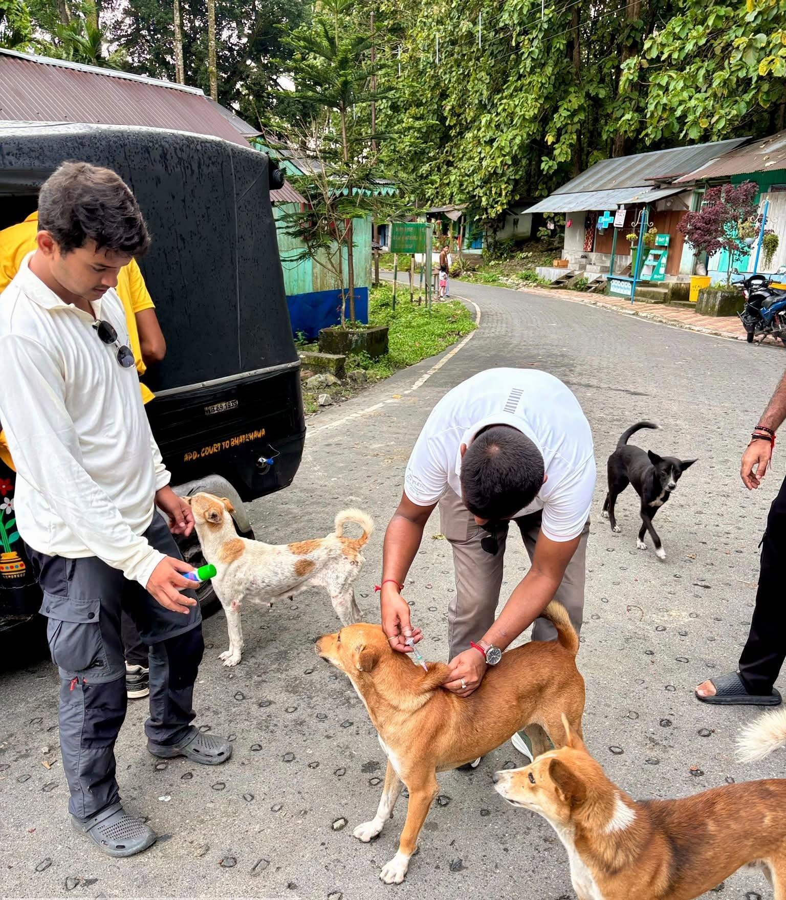 Ecological Safeguards in Buxa: Canine Vaccination Drive Prepares West Bengal Reserve for Tiger Reintroduction