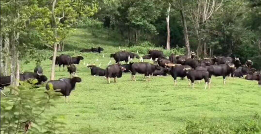 Valmiki Tiger Reserve Records Fivefold Expansion in Gaur Population Over Two Decades