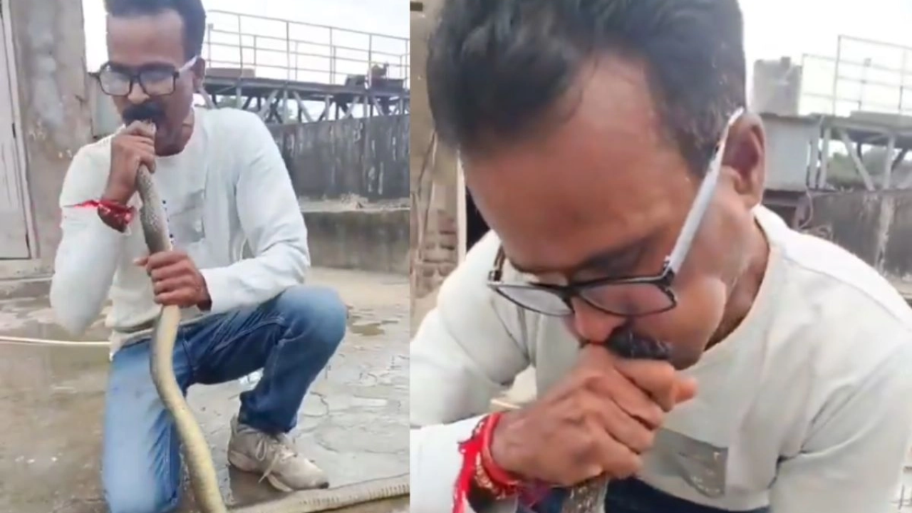 A venomous snake fell into a chemical-filled industrial tank; it was revived with a CPR