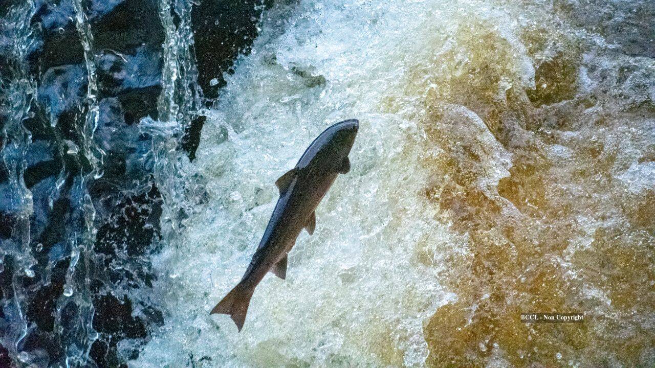 Maine removes 60-year-old river barrier to reopen migration route for rare Atlantic salmon