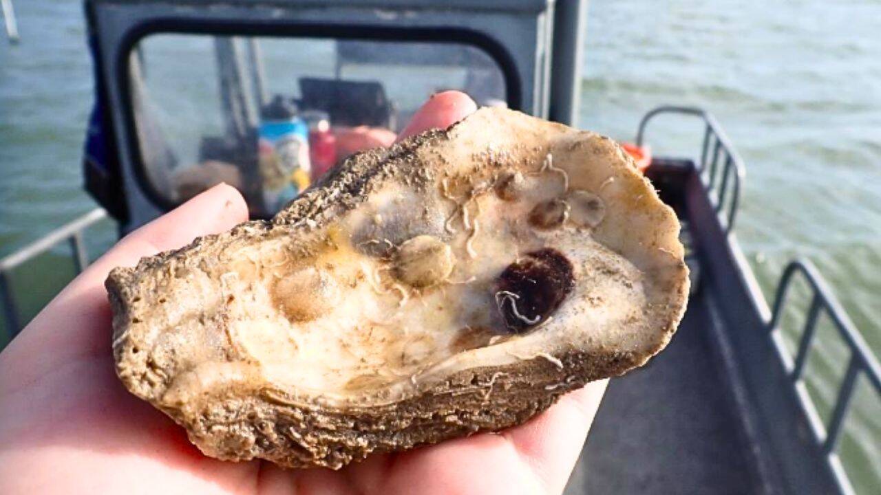 Texas recycled 650,000 pounds of discarded oyster shells to rebuild 4.5 acres of reef