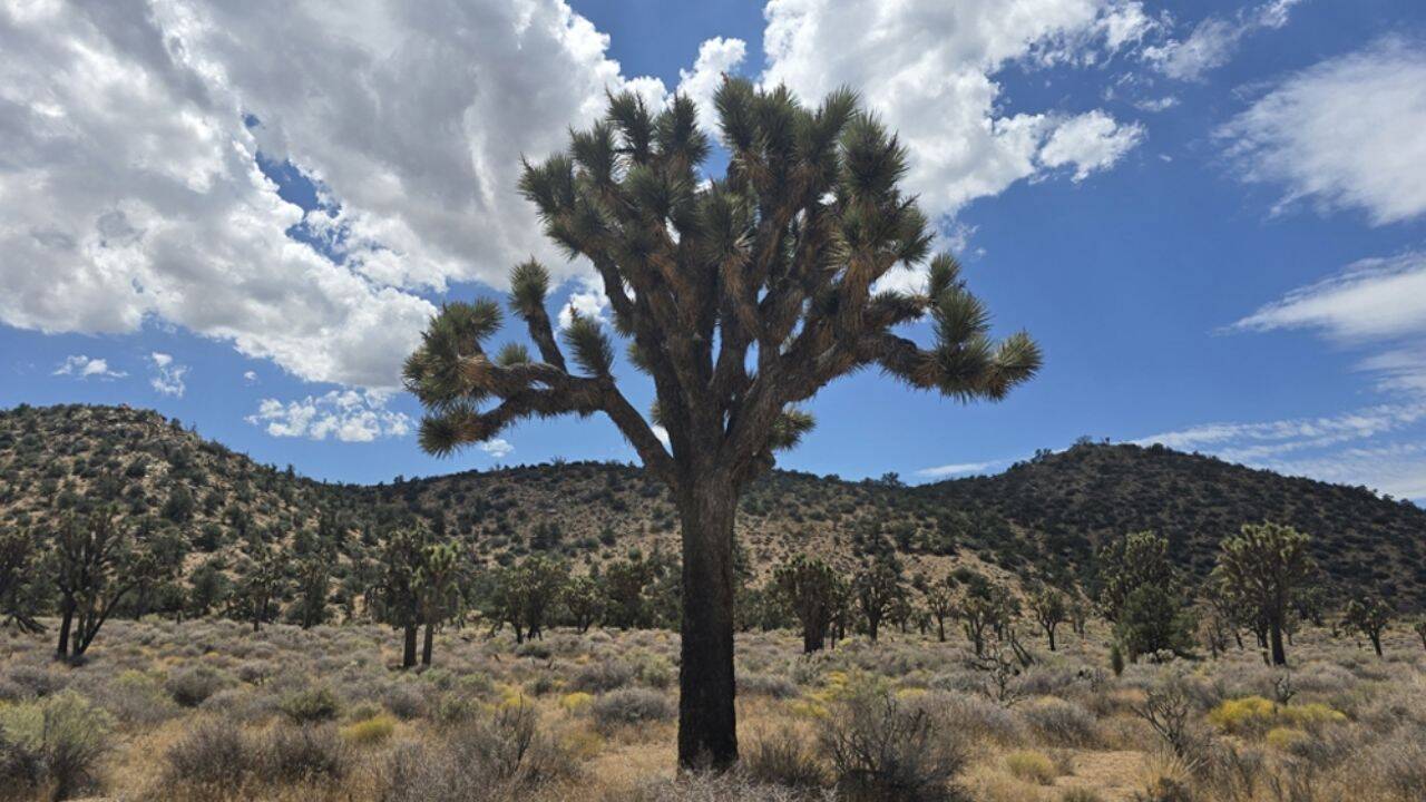 California acquires 640 acres to protect Joshua trees and future habitat