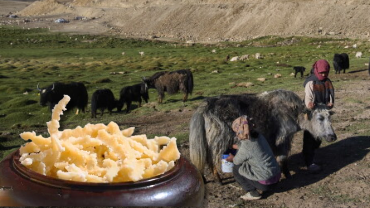Ladakh’s traditional cheese that won gold in Brazil: How ‘Churpi’ is made from yak milk, how it tastes and what it costs