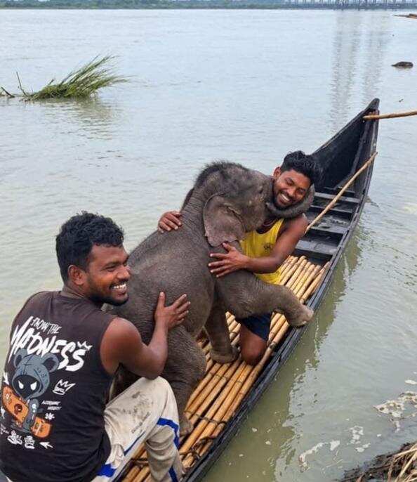 Local Fishermen Orchestrate Daring Rescue of Stranded Elephant Calf in Himalayan Foothills