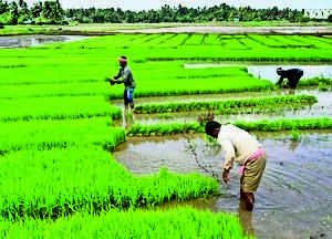 Bihar Achieves Near Total Paddy Coverage Despite Severe Monsoonal Deficits
