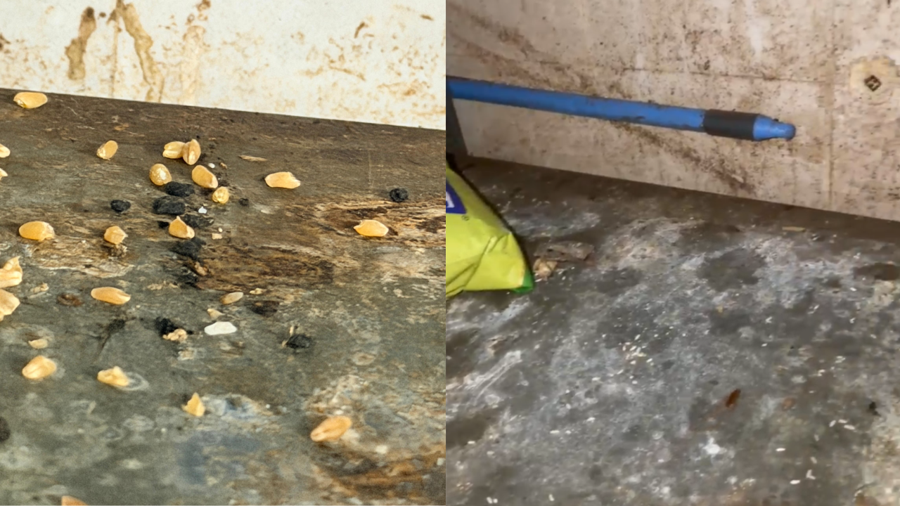Live rodents, faecal contamination risks: FDA suspends licences of online delivery platform, mithai shops in Mumbai