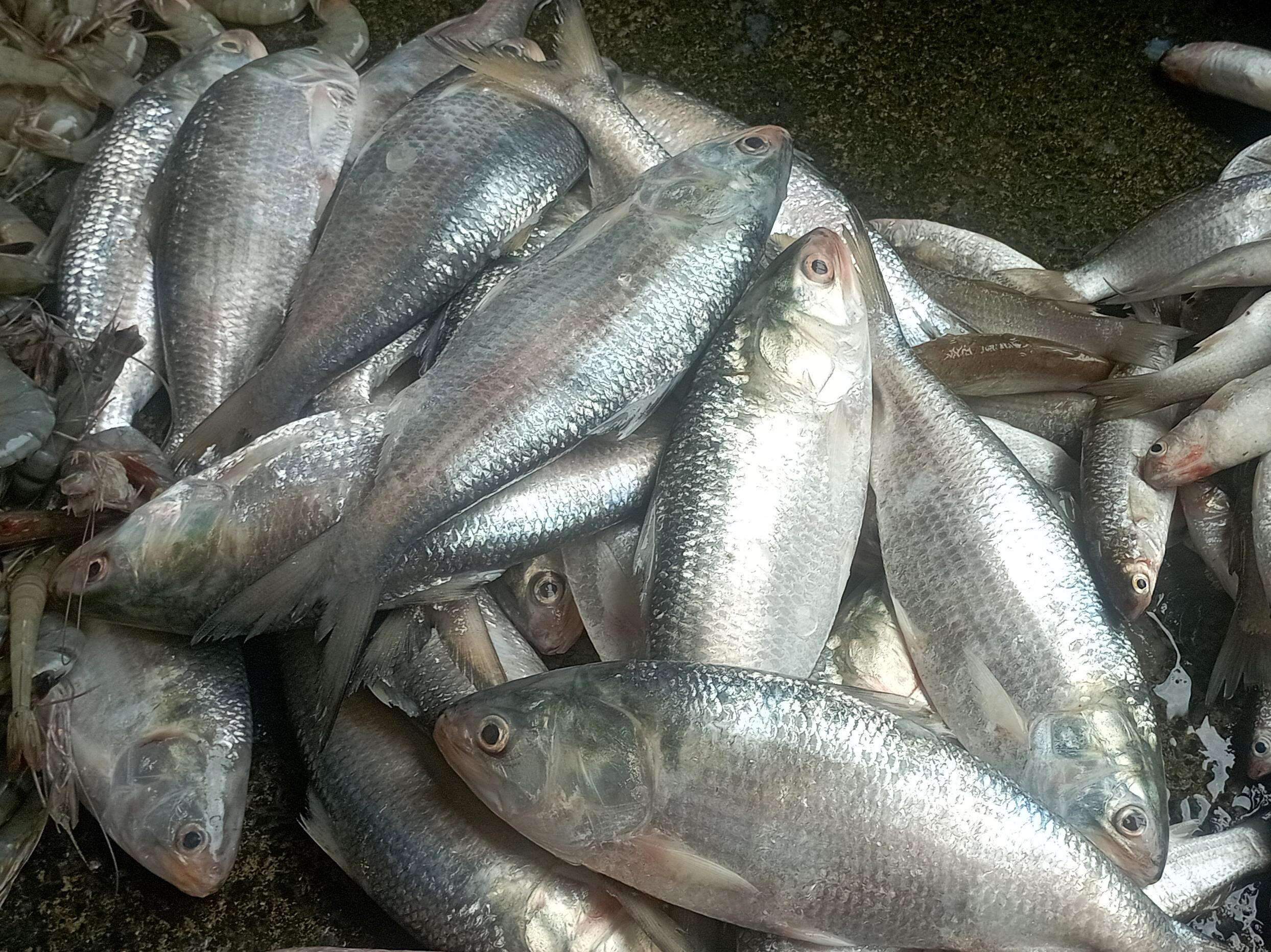 Agricultural Biotechnology: Improved Rohu and Catla Strains Introduced at Nalagarh Fish Farm