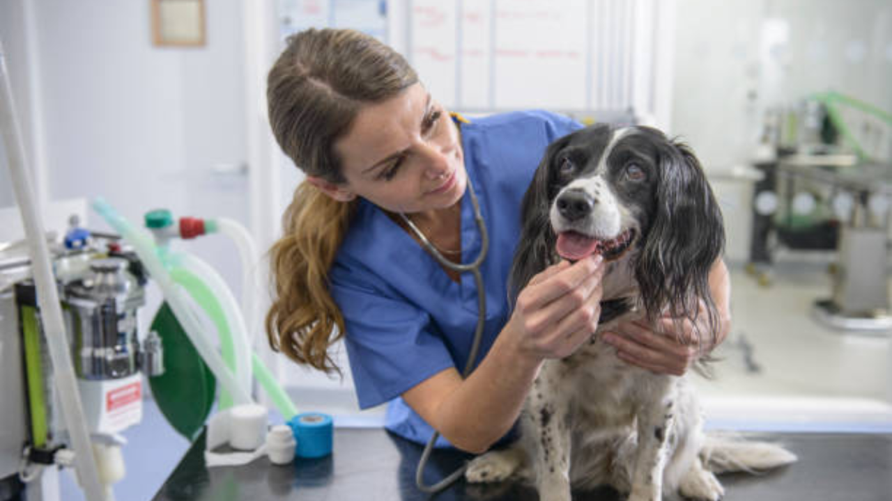 US couple donates $250 million to expand veterinary care for pets