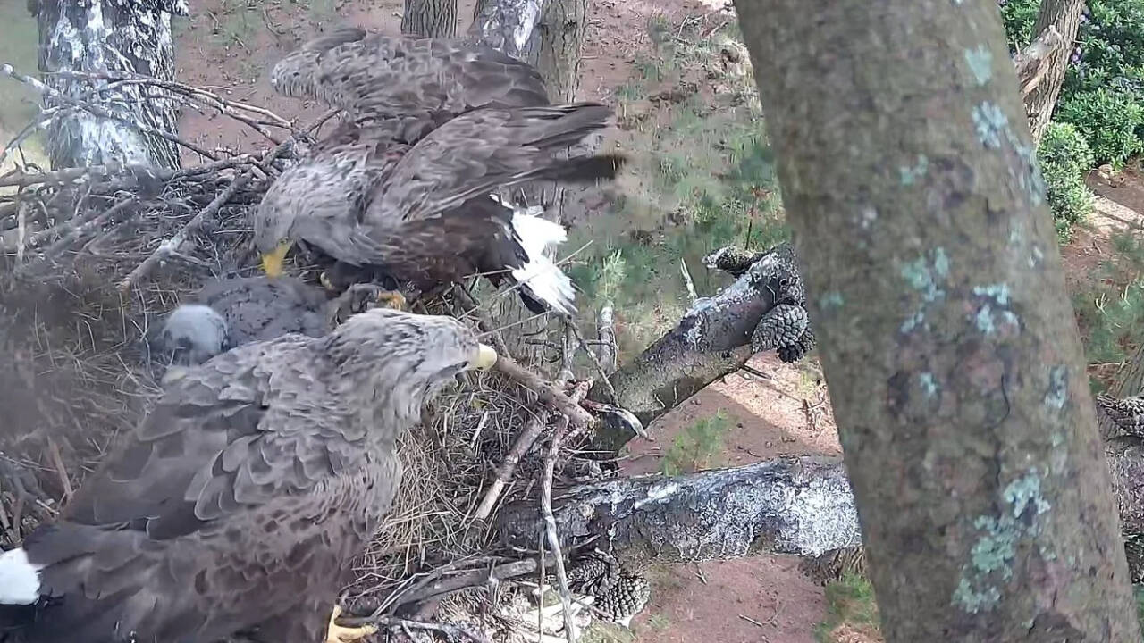 England's white-tailed eagles return with 9 chicks after 240-year absence