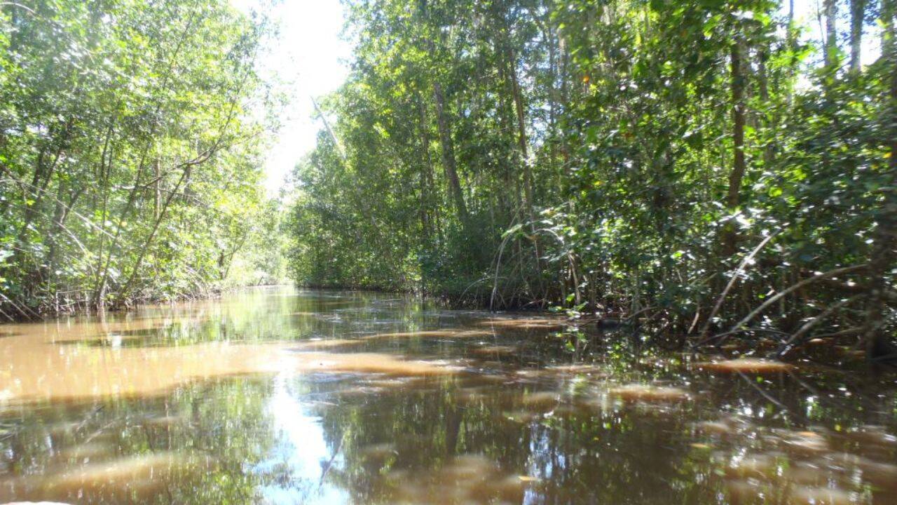 Guyana planted 500,000+ mangroves; restored forests support fish like natural ones