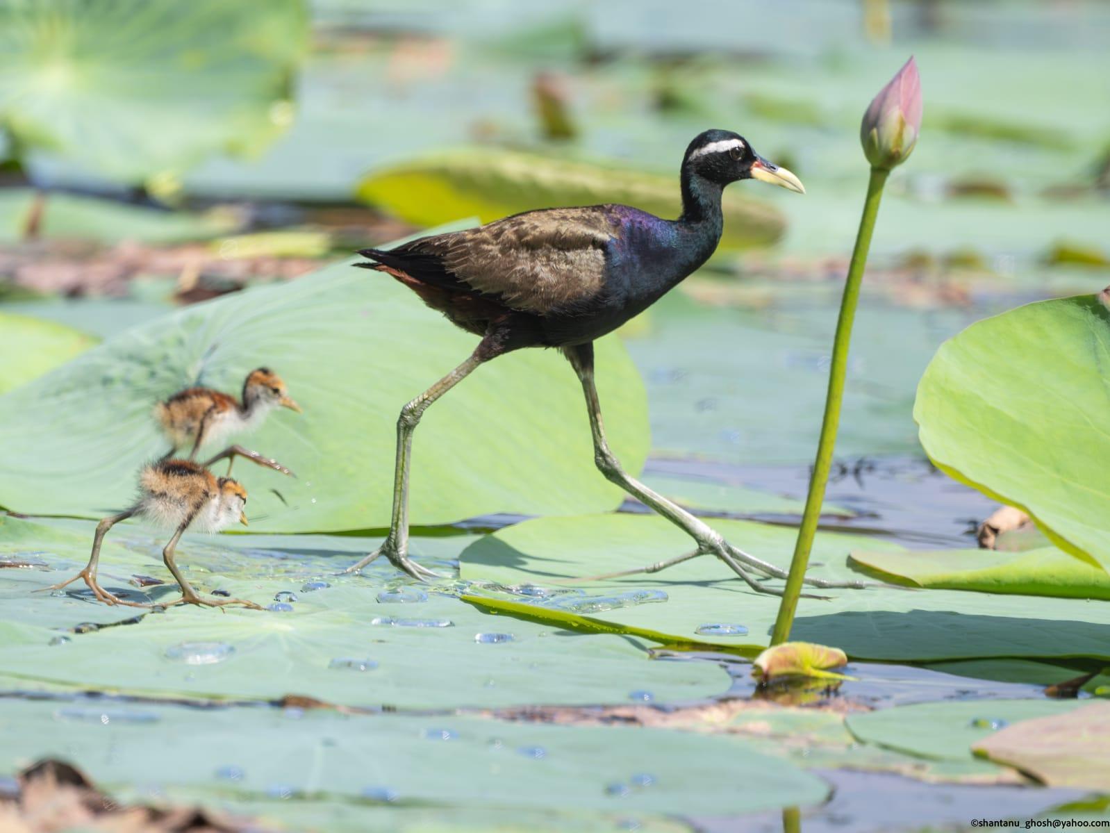 Avian Life Resumes At Kolkata Lake As Conservationists Halt Clean Up