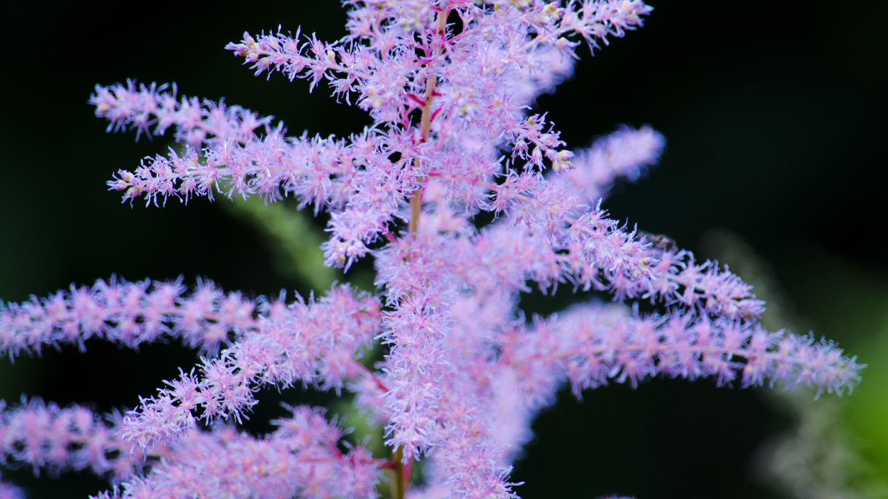 How to grow False Goat's Beard: Fluffy blooms thrive in shade; follow these simple steps