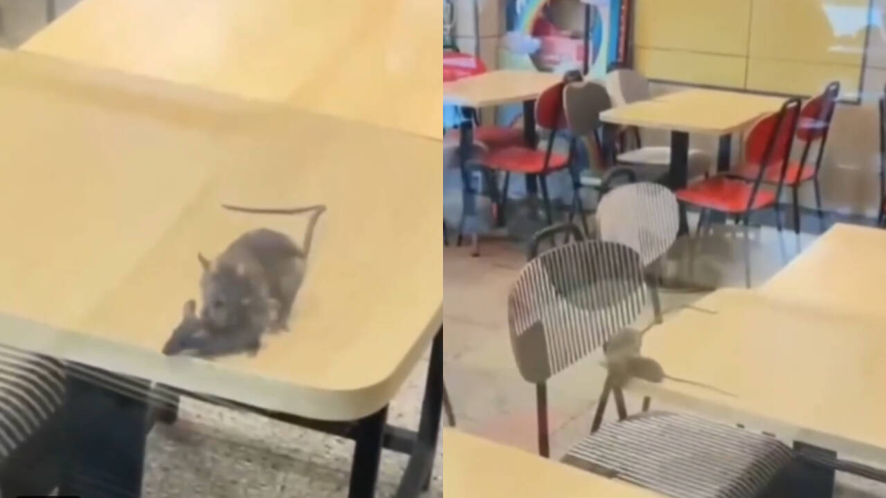 Rats on the menu? McDonald’s outlet in Gujarat caught on camera with rodents roaming tables
