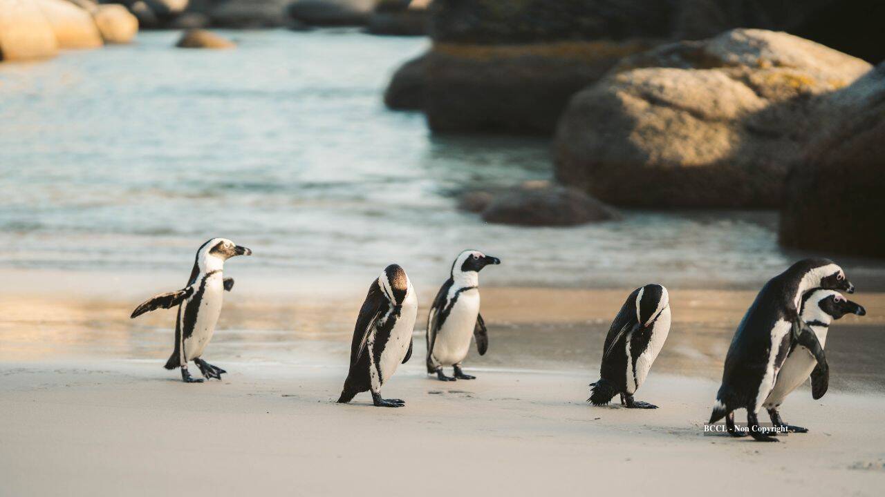 Phillip Island’s fox fight helps little-penguin colony grow from 12,000 to 40,000 birds