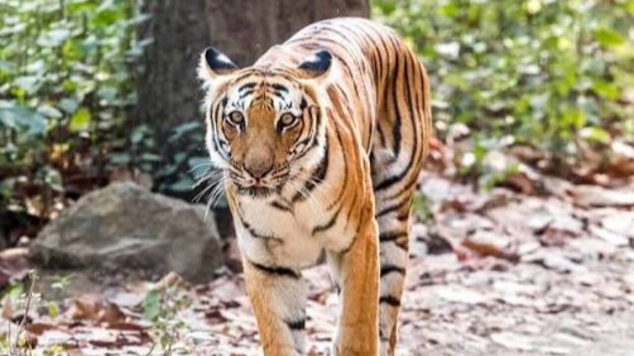 10 legendary tigers of India and why they became famous