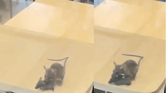 Rats filmed running across tables at Rajkot McDonald’s, civic body takes action