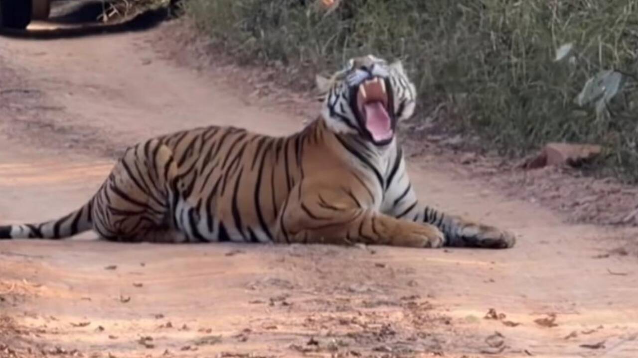 Tiger naps in middle of Ranthambore road as safari jeeps wait; foreign tourist calls it 'Classic India' moment, shares video