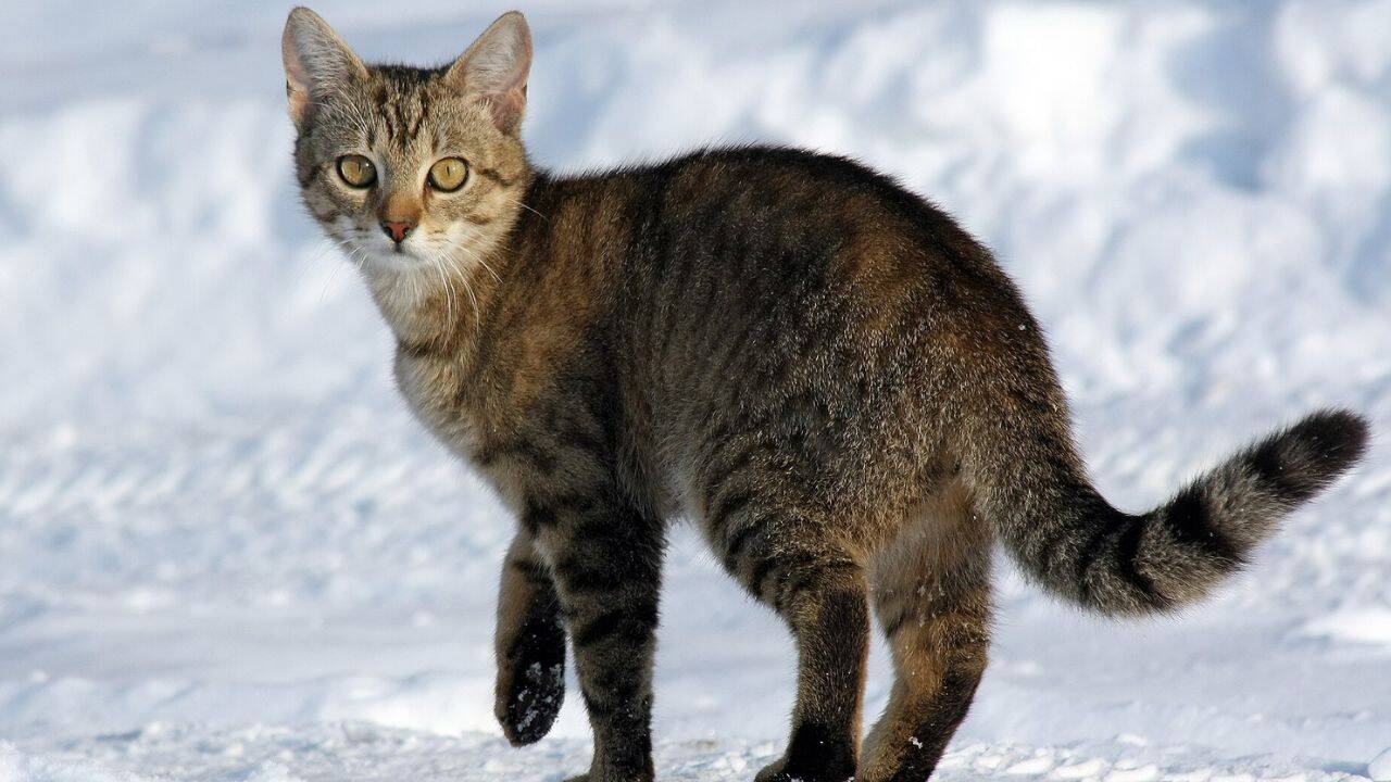 925 pet cats tracked across six countries had small home ranges but affected local wildlife