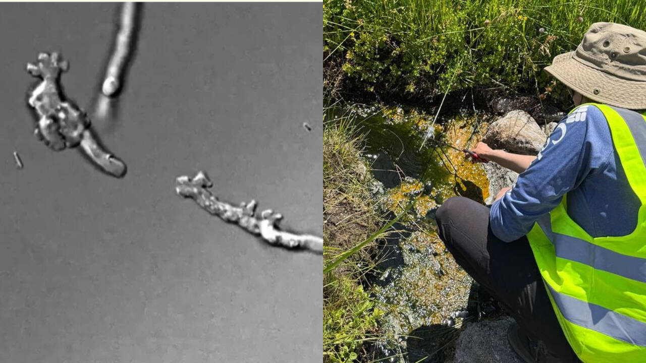 New California amoeba sets heat record for complex life at 145°F