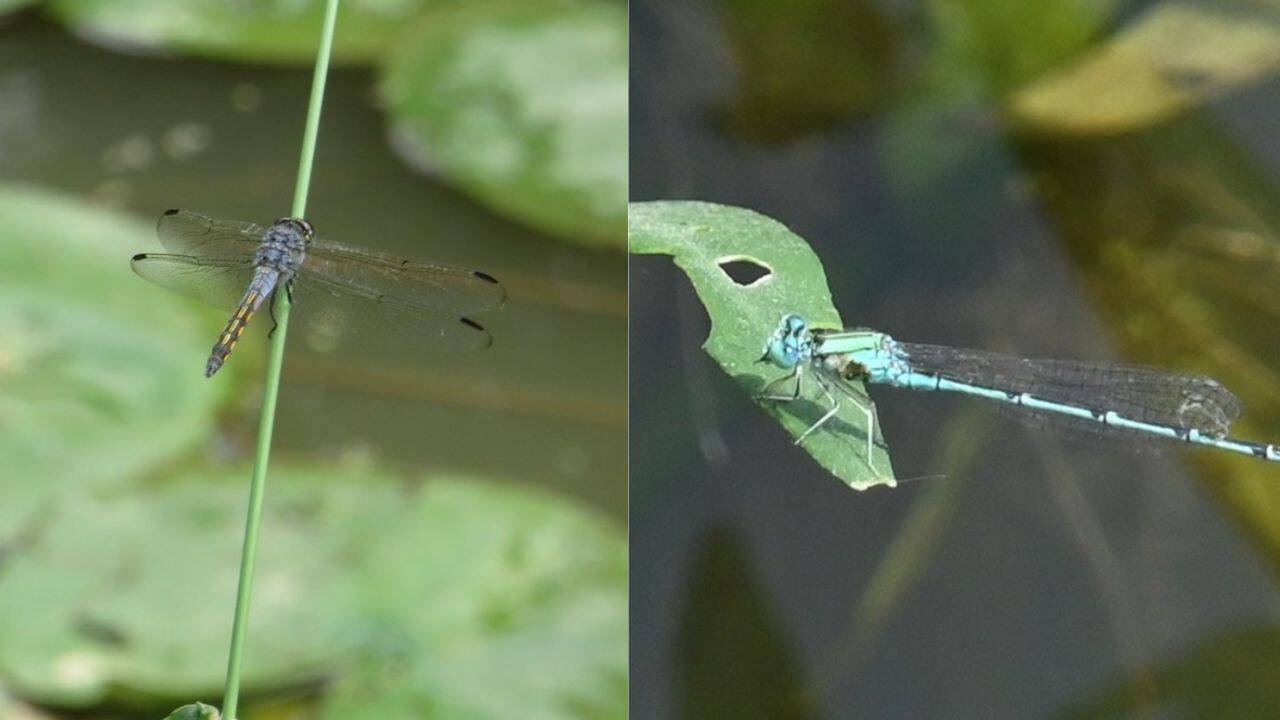 Ancient aerial hunters: What dragonflies reveal about Delhi’s fragile wetlands