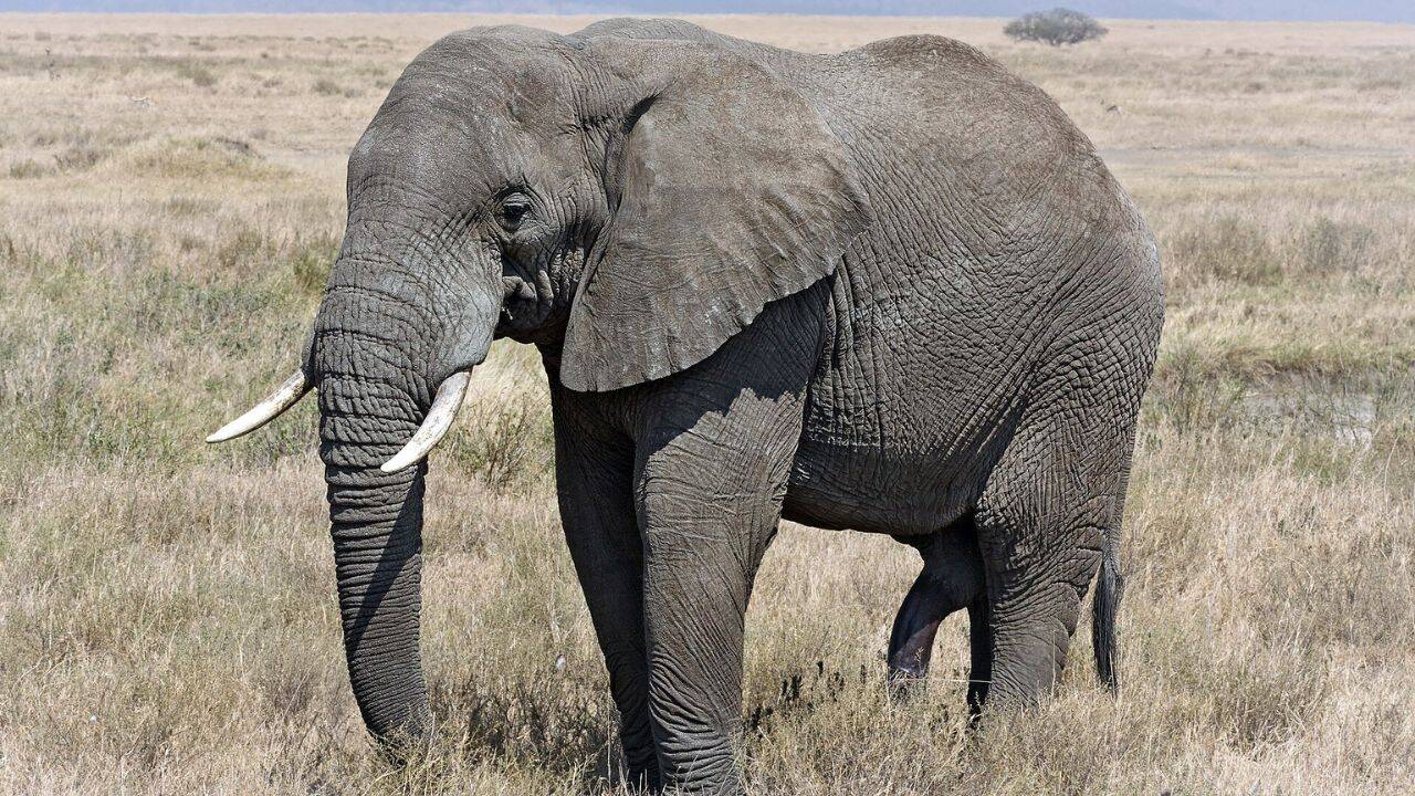 Tanzania planted 100,000 trees to reconnect 1,000 elephants with rainforest