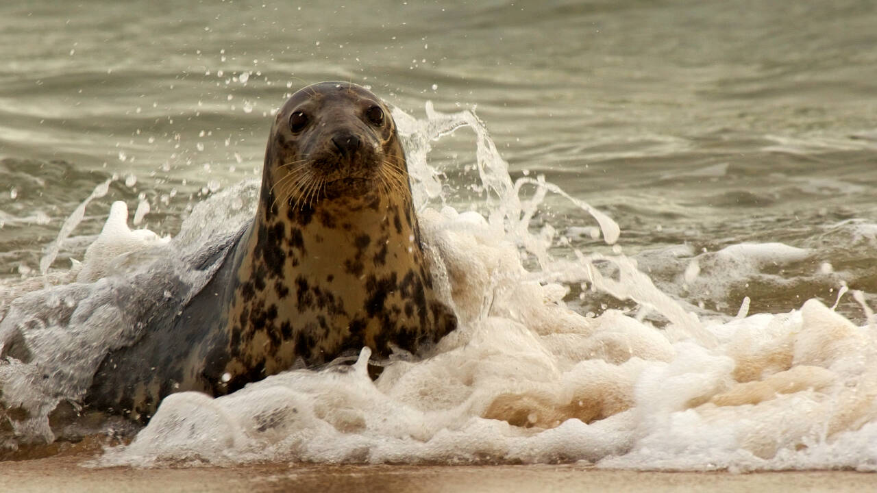 Norfolk seal rescued with 4kg debris around neck faces months of rehabilitation