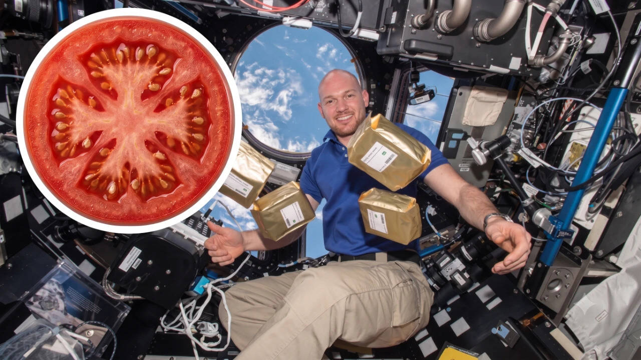 NASA sent 12.5M tomato seeds to space in 1984; by 1990, 40,000 schools in 40 countries grew them