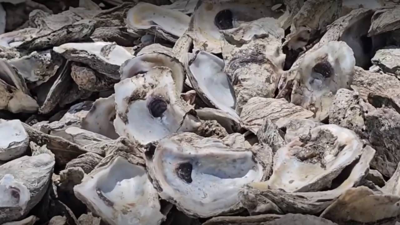 San Antonio oyster shells recycled to rebuild Gulf reefs and marine habitat