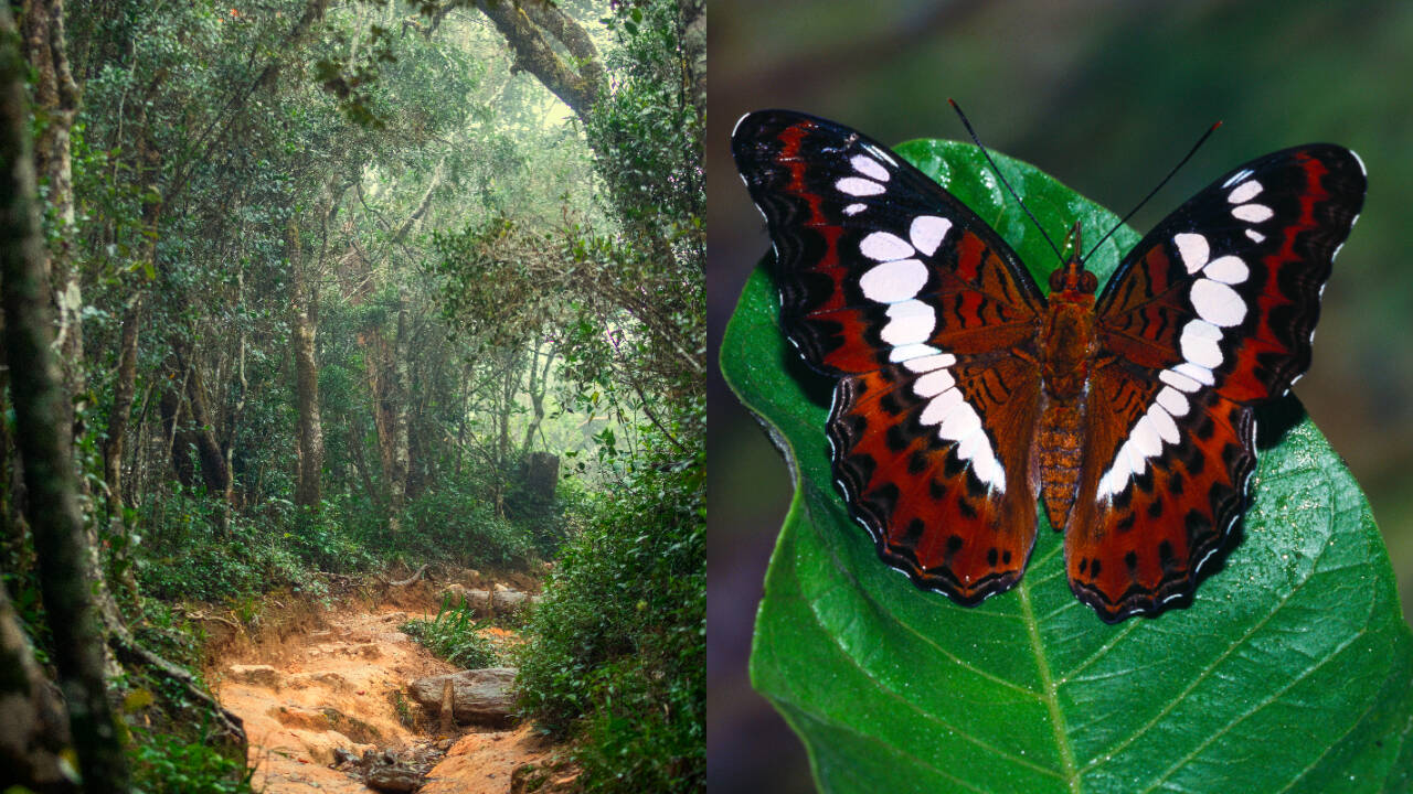 Google Earth spot led to hidden Mozambique rainforest — and a new butterfly
