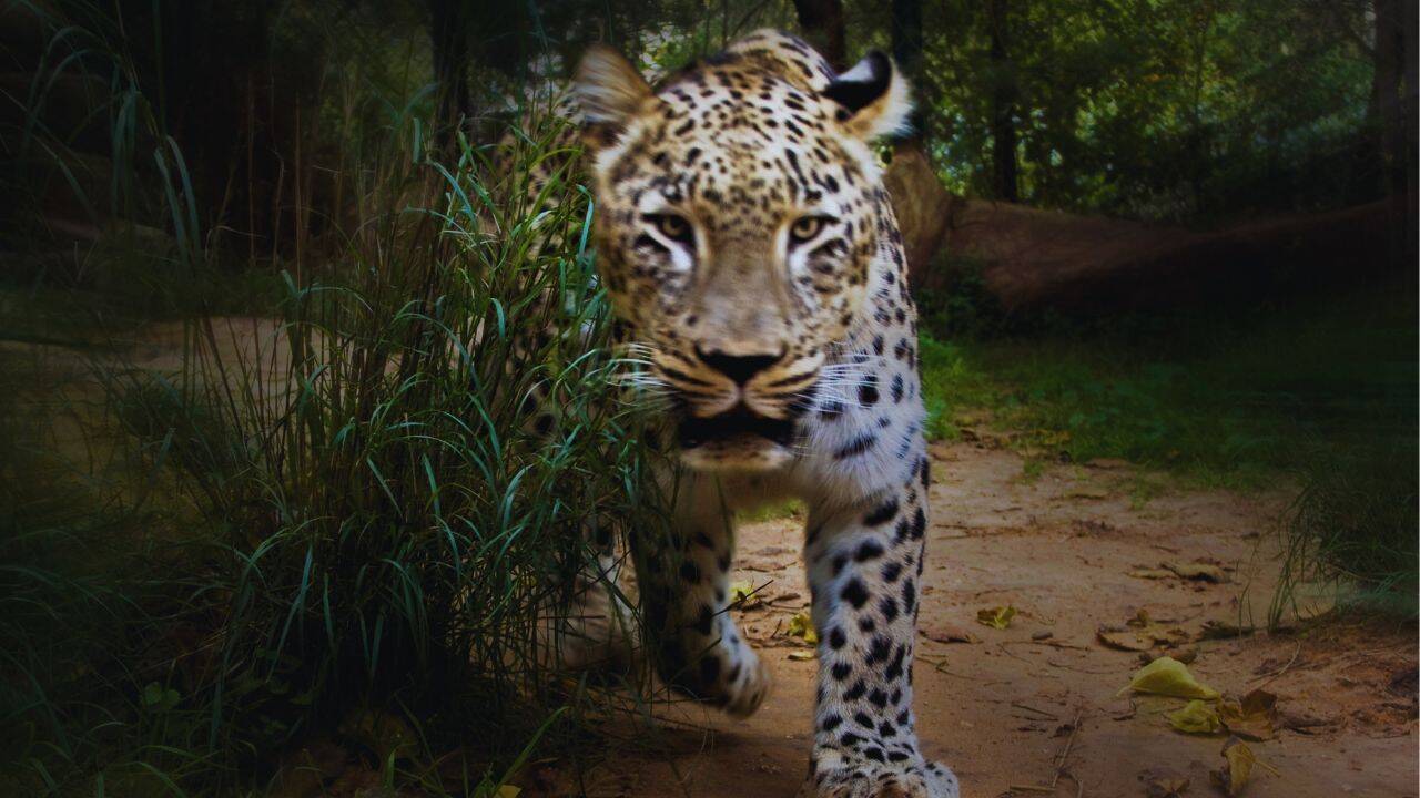 Travel Safety At Katarniaghat: Leopard attack kills 35-year-old woman in Bahraic