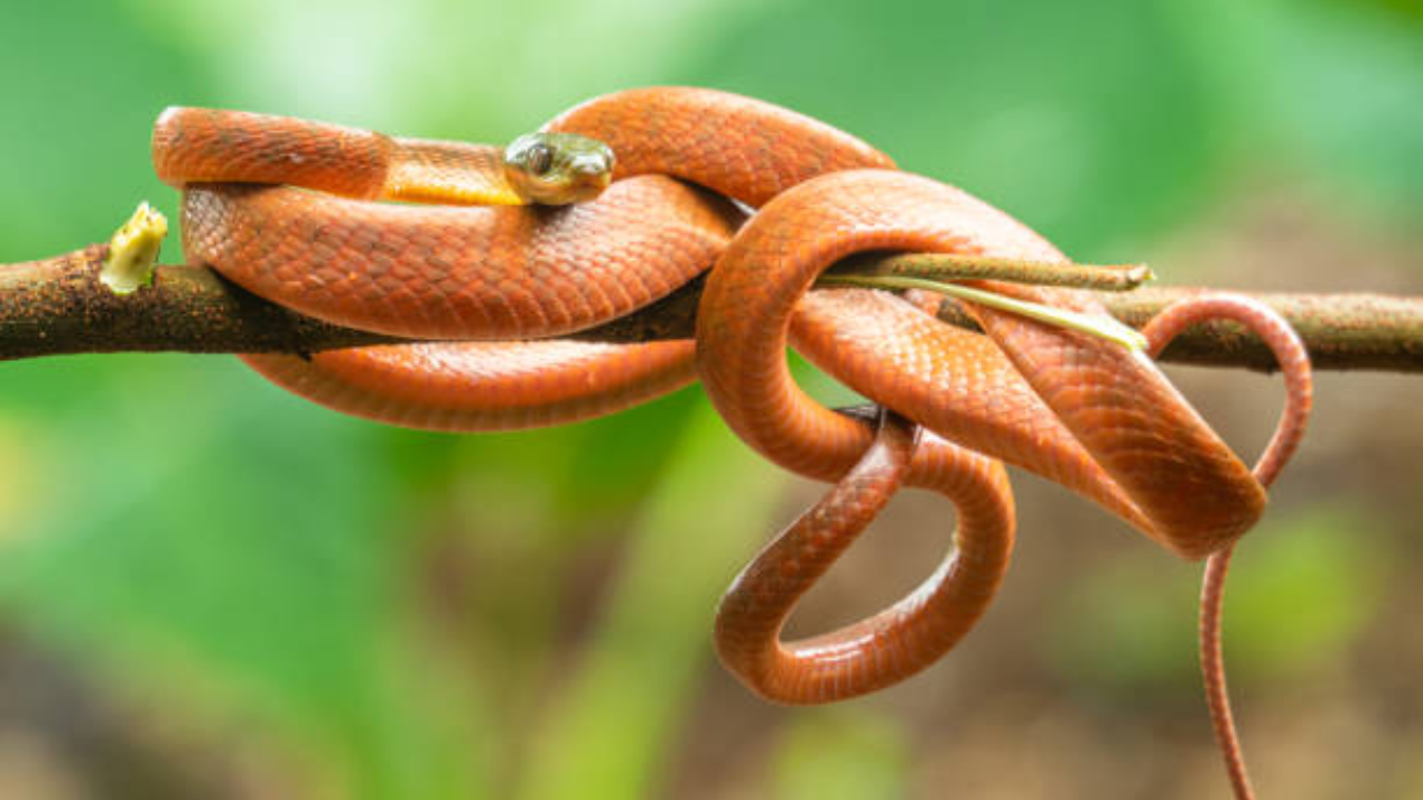 US dropped 2,000 paracetamol mice on Guam to kill 3M invasive snakes in $8M operation