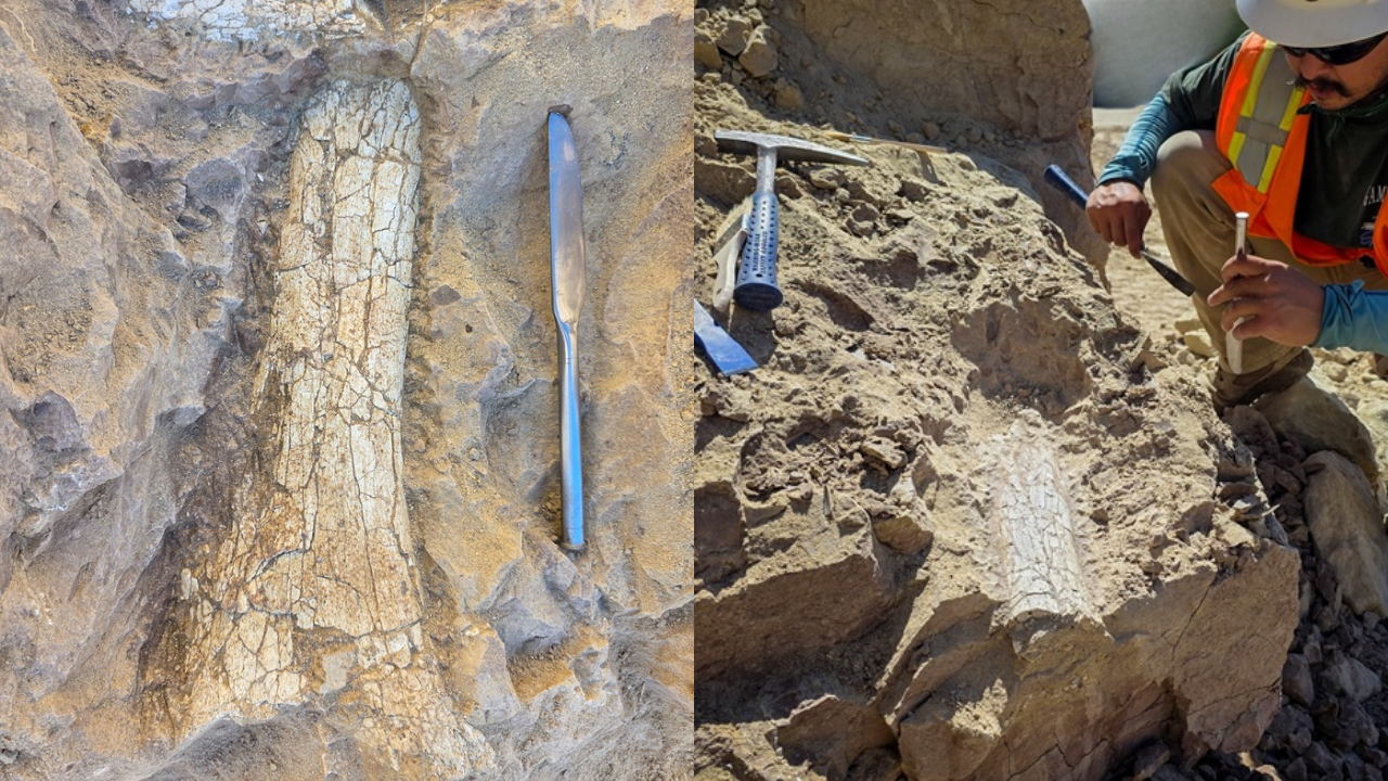 California Workers Uncover 40-Million-Year-Old Fossil | Press Glob